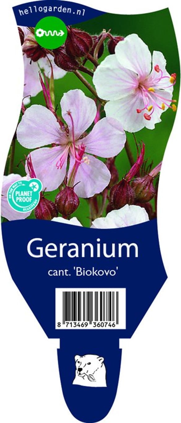 Geranium cant. 'Biokovo' - P11
